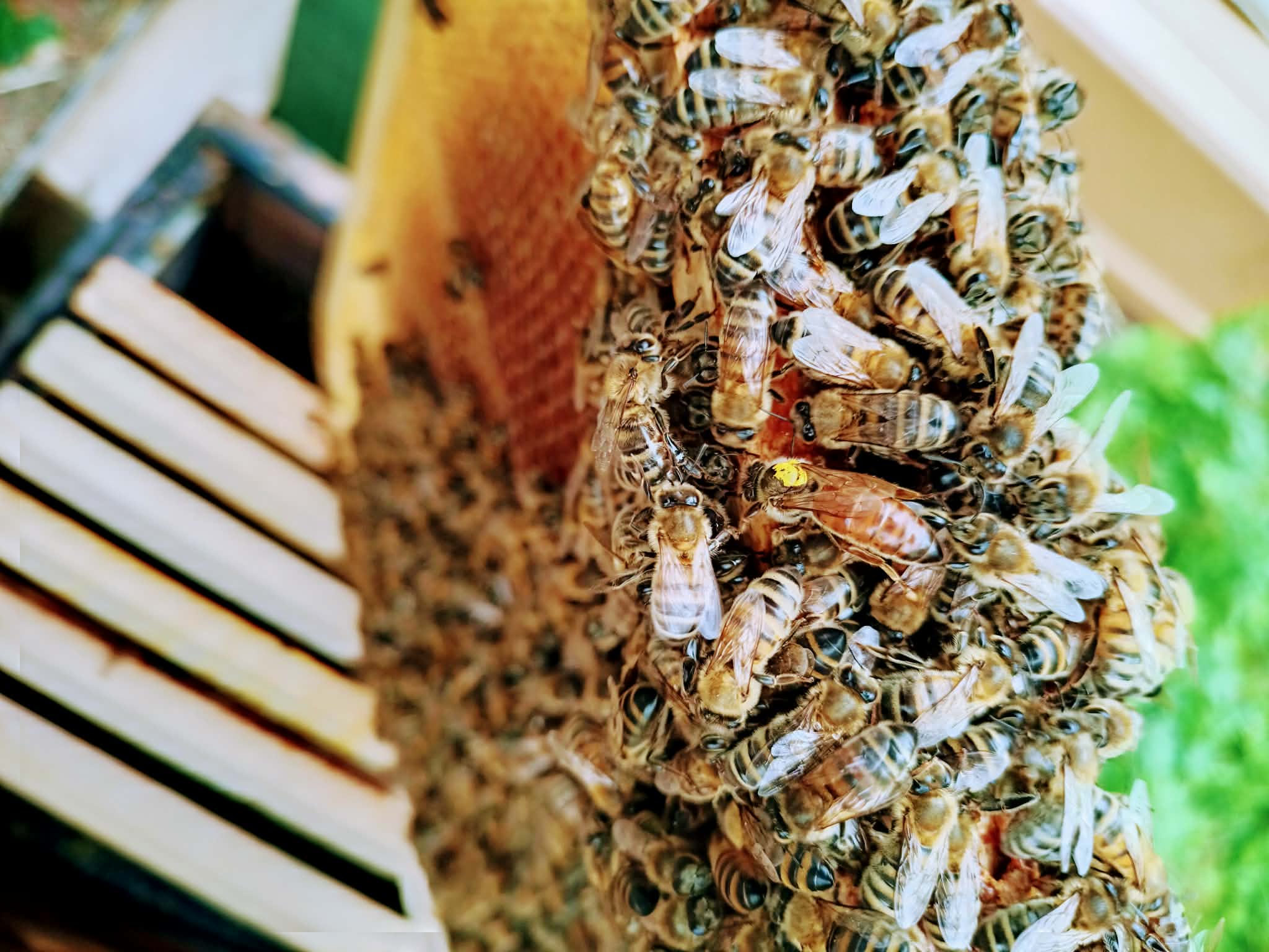 Apiculture DGF76