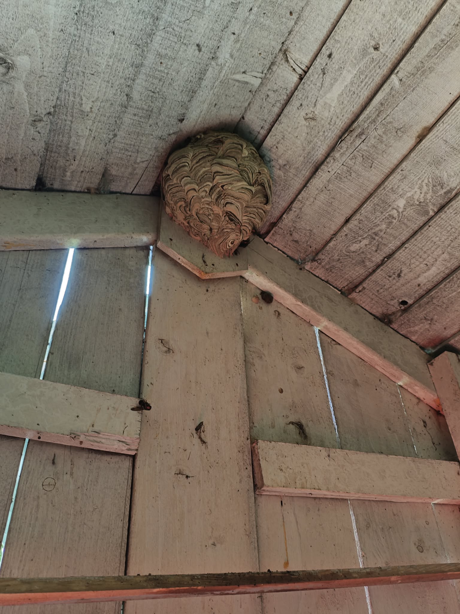 Intervention DGF76 - Nid dans une charpente